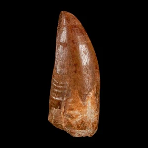 2.5" Carcharodontosaurus Serrated Fossil Tooth Cretaceous Theropod Dinosaur COA - Picture 1 of 10