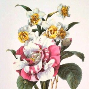Redoute Floral Bouquet Botanical Flowers Print Plate 24 Narcisses blancs doubles - Picture 1 of 3