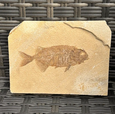 Kleiner Phareodus testis, Eozän, Green River Formation - Bild 1 von 4