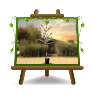 EURO PLANTS VIVAI Olivi Coratina Pianta da frutto su vaso da 20 albero altezza max 150 cm - 2 anni