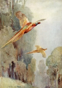 PHEASANT BEAUTIFUL BIRD GREETING NOTE CARD - Picture 1 of 1