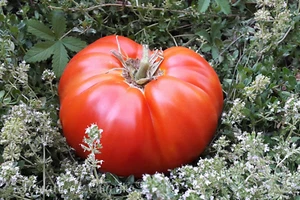 10 graines de tomate rare Château de Chartres heirloom tomato seeds méth.bio - Picture 1 of 4