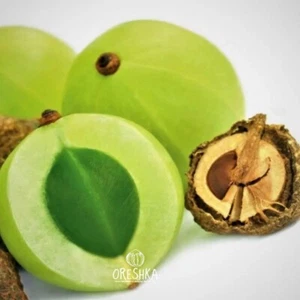 Amla (Indian Gooseberry, Mirobalan gray, Amalaki) 10 PCS fresh seeds, Fruit seed - Picture 1 of 6