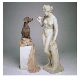 Signiertes William Wegman Foto On Base 2007 6x6" Magnum Weimaraner Hund - Bild 1 von 3