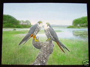 Glass Magic Lantern Slide EUROPEAN BIRDS OF PREY NO8 ORNITHOLOGY PHOTO - Picture 1 of 2