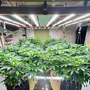 Lámpara de cultivo interior comercial de espectro completo Spider 1000W luz de crecimiento más eficiente - Imagen 1 de 33