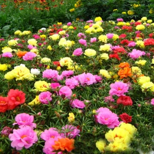 Moss Rose ''Portulaca Grandiflora'' ~100 Top Quality Seeds Colorful Purslane - Picture 1 of 7