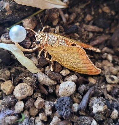 ¡NUEVO! PIN BROCHE CIGARRA BETSEY JOHNSON EVENTO VERANO AMARILLO Esmalte Imitación Perla Foto 1 de 4