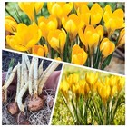 CROCUS BULBS 50 'Golden Mammoth Yellow' Spring flowering Bulbs IN THE GREEN