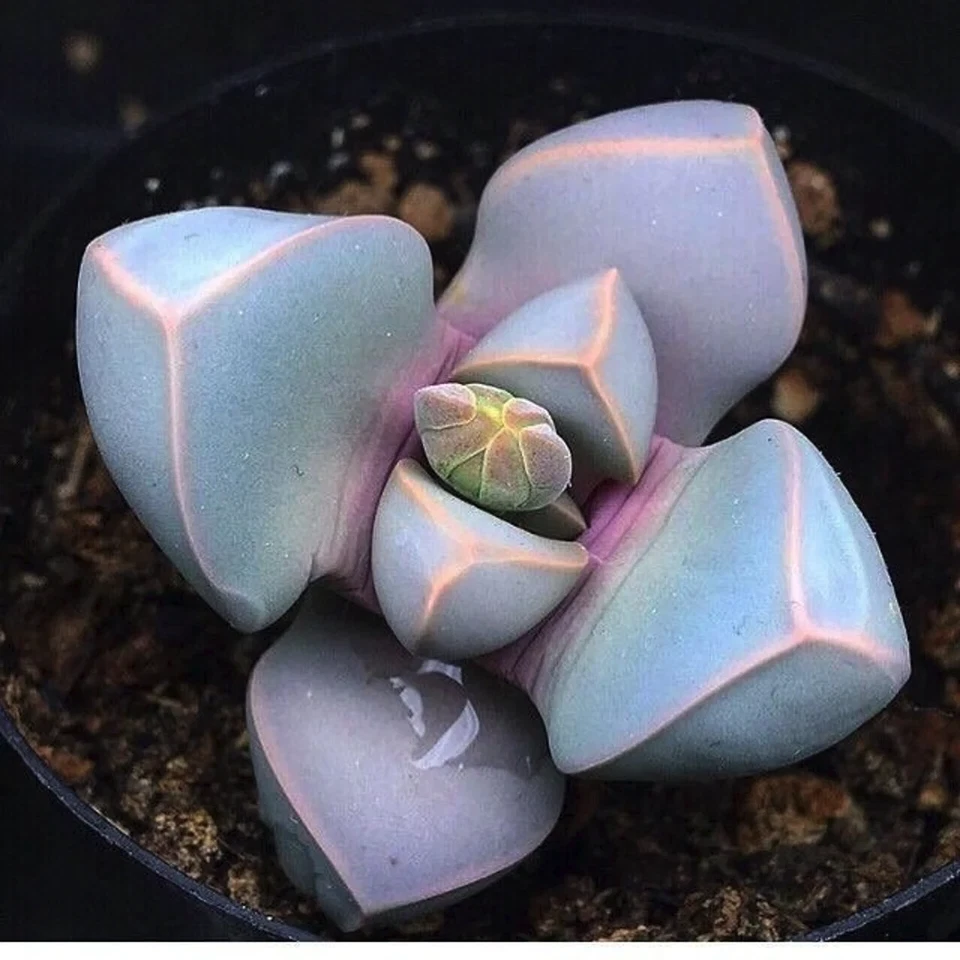 RARE Lapidaria margaretae mesembs living stone cacti exotic cactus seed 25 SEEDS - Imagem 1 de 1