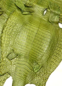 Caiman Skin Leather Green Color (100% Genuine skin) - Picture 1 of 4