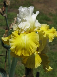 *** ALPINE HARMONY *** TALL BEARDED IRIS - Picture 1 of 6
