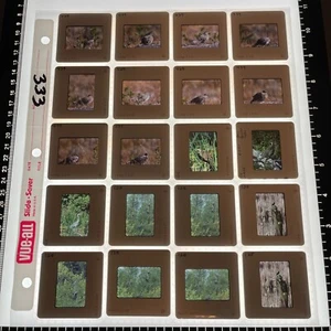VTG 35mm Lot of 20 Color Slides Washington Pacific NW Birds Grouse Heron Nature - Bild 1 von 2