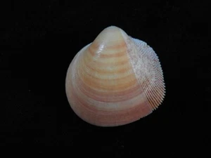 Seashell Nemocardium bechei 42.1mm ID#7625 - Picture 1 of 3