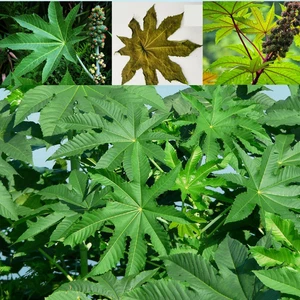 20+ CASTOR Dried Leaves,Ricinus Communis,Palma Christi 100% Natural Ayurvedic - Picture 1 of 17