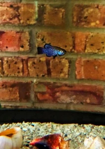 Colored Up Male Aphanius Mento Zengen-Killifish - Picture 1 of 1