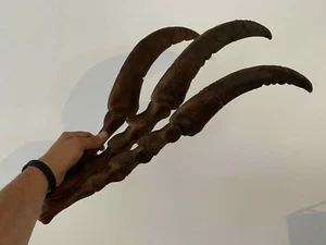 Patte et griffes de Therizinosaurus 60 cm museum quality raplica fossile - Imagen 1 de 5