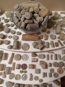 CRINOID 5LB Variety Brachiopod Blastoid Echinoderm Rare Fossil Fish Tank Display - Picture 1 of 12