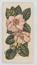 1977 Carreras Craven Black Cat Flowers All the Year Round Tobacco #10 2p7