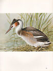 BEAUTIFUL VINTAGE BIRD PRINT ~ GREAT CRESTED GREBE ~
