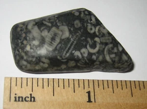 PIEDRA FÓSIL DE MÁRMOL CRINOIDE NATURAL CAÍDA DE 1,4" DEL FONDO DEL OCÉANO ~ 11,3 g *9 - Imagen 1 de 2