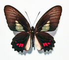 Papilionidae PARIDES PHOSPHORUS LAURAE**VERY RAR MALE  Nr. 1**VENEZUELA