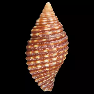 MITRA (Pseudonebularia) FRAGA (Isla Olango, Filipinas) 12,6 mm #47647 - Imagen 1 de 3