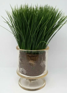 Artificial Wheat Grass Arrangement in Clear Pot 16" High - Picture 1 of 3