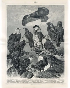 1895 EAGLE BIRDS GOLDEN EAGLE HARPY EAGLE WHITE-TAILED EAGLE Engraving Print - Picture 1 of 1