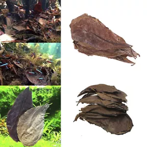 20Pc catappa leaves almond tree aquarium clean tool terminalia leaf ab.w7 - Picture 1 of 6