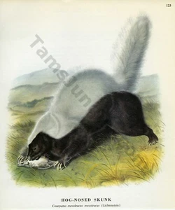 1968 John James & John Woodhouse Audubon HOG NOSED SKUNK Book Page Art (1469) - Picture 1 of 1