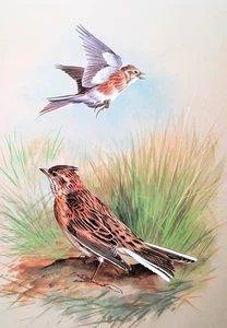 SKYLARKS ONE IN FLIGHT. PRINT OF A PAINTING BY BASIL EDE - Picture 1 of 2