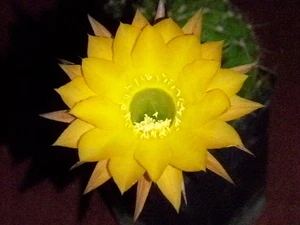 Echinopsis Híbrido Cactus de Granjero "Lorelei" muy floreciente 3,2cm x 4cm - Imagen 1 de 2