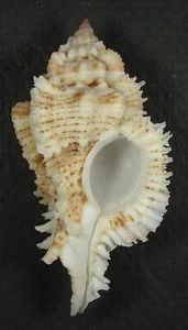 MUREX SUPERBUS 61.21mm SUPER CHOICE SPECIMEN Liguid Is., Davao, Philippines - Picture 1 of 2