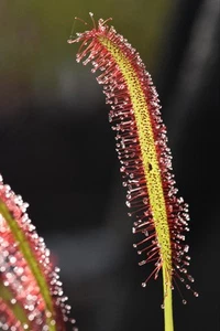 Drosera capensis Big Red - Carnivorous Plant Sundew - Picture 1 of 7