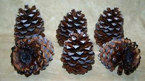 6 bemalte Tannenzapfen Oregon Ponderosa Kiefer 3,5" - 4,5" Zum Selbermachen Handwerk & Dekoration  - Bild 1 von 5