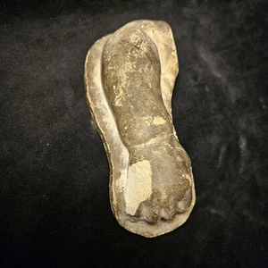 Lebensgroße Gips-Studie des Babys Arm. Kuriositäten - Bild 1 von 11