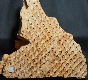 Pianta fossile carbonifera molto rara grande esemplare Lepidodendron loricatum ! - Imagen 1 de 7