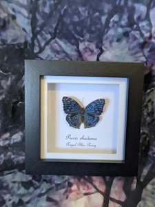 Royal Blue Pansy Butterfly (Precis rhadama) Entomology Shadow Frame Taxidermy - Picture 1 of 3