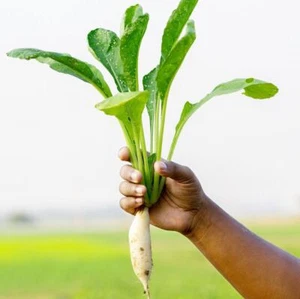 Radish Kaiware 70 seeds HEIRLOOM vegetable garden SPRING AUTUMN WINTER easy grow - Picture 1 of 1