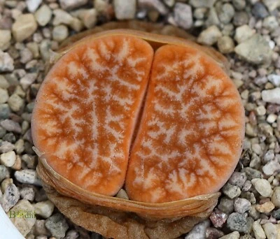 SEEDS - Lithops gracilidelineata 'Brandcafé' 10seeds 【NEW】 - Image 1 of 4