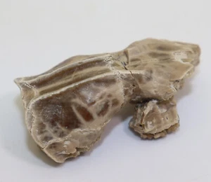 Insektivor, Leptictis haydeni, Tertiär, Oligozän, White River Fm, USA -i88 - Picture 1 of 8