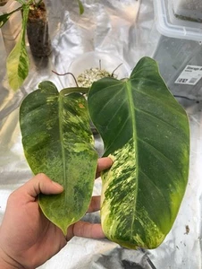 philodendron melinonii variegated - Picture 1 of 6