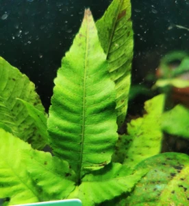 @ (◕‿◕)\\@ Aquariumpflanzen : Bolbitis heudelotii - Unterwasser Farn, Rarität - Bild 1 von 2