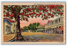 Suva Fiji Postcard Flamboyant Tree Victoria Parade c1940's Vintage Unposted