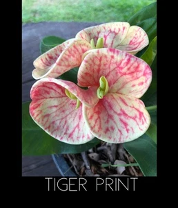 Crown of thorns Tiger Print Cutting Euphorbia Milii Corona De Cristo Rare - Picture 1 of 3