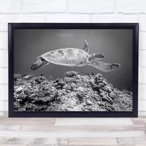 Sea Turtle At Sipadan Wildlife Underwater Malaysia Wild Nature Animal Art Print - Picture 1 of 1