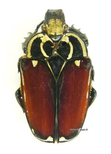 Escarabajo/Cetoniidae sin montar - Mecynorrhina torquata ugandensis, MUJER, DEFORM - Imagen 1 de 1