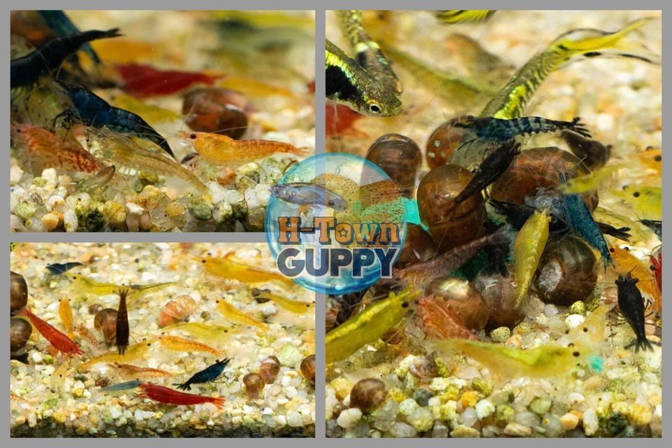 PACK OF 100 - MIXED COLOR CULL SHRIMP FOR BEGINNER SHRIMP KEEPER - Image 1 of 1