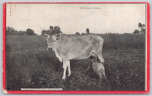 Cattle Cow Animal Divided Back Postcard - Picture 1 of 2